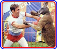 Paul Gambacinni boxes a kangaroo in 1980